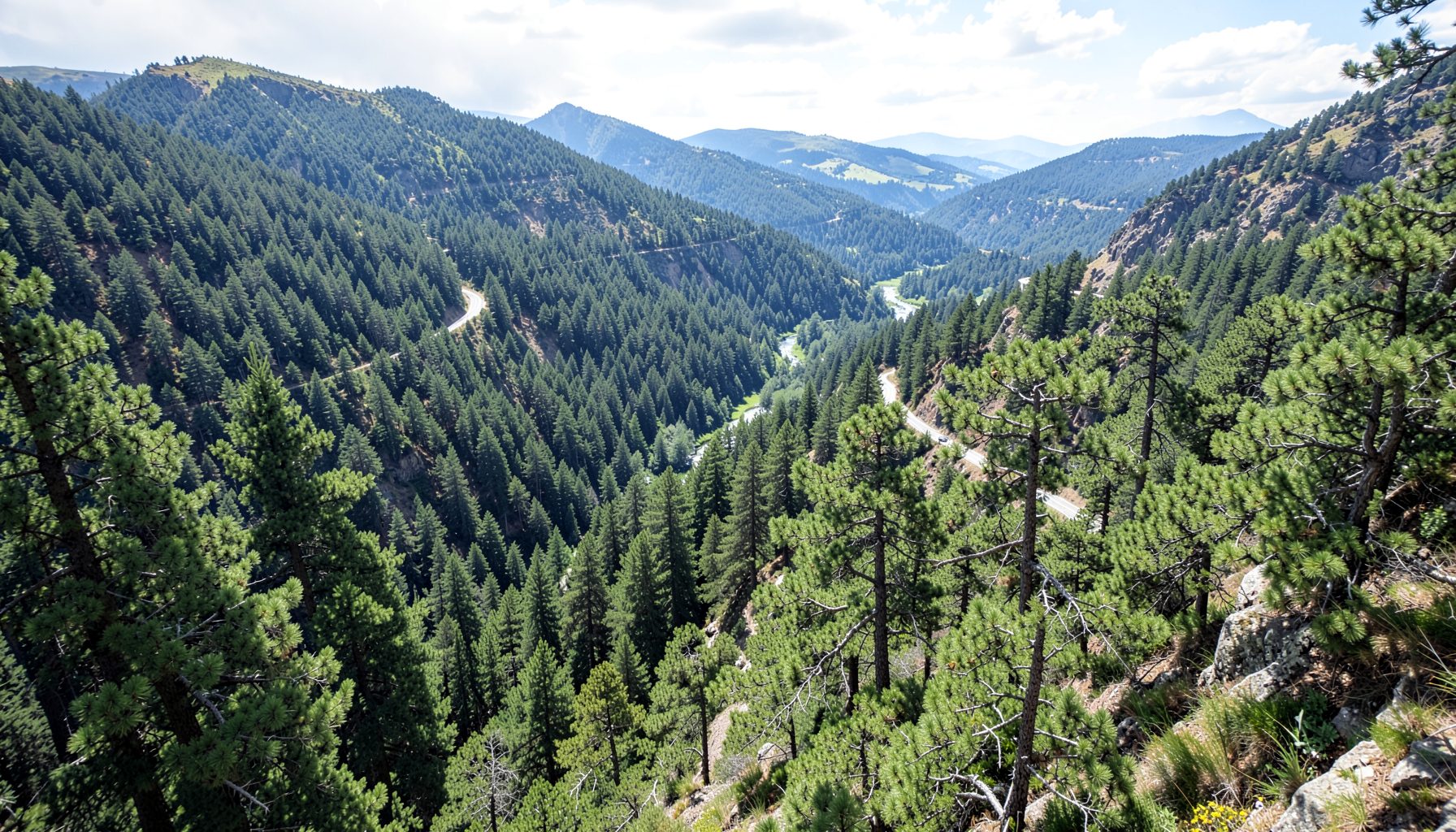 Winding mountain road cutting through dense pine forest with glimpses of a river valley far below