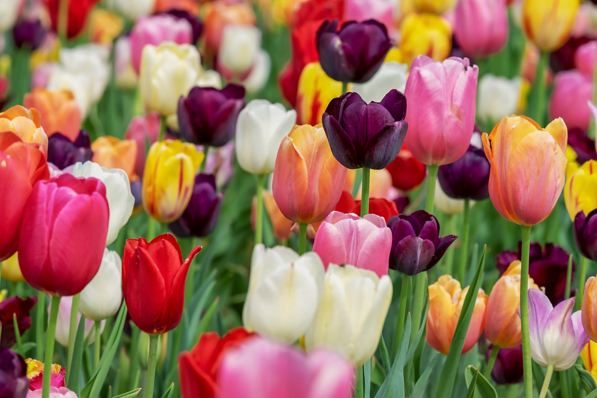 Dense field of multicolored tulips in red, pink, purple, yellow, orange and white, bright and vibrant mood